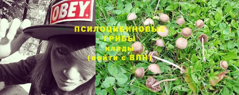 Галлюциногенные грибы Psilocybe  Артёмовск 